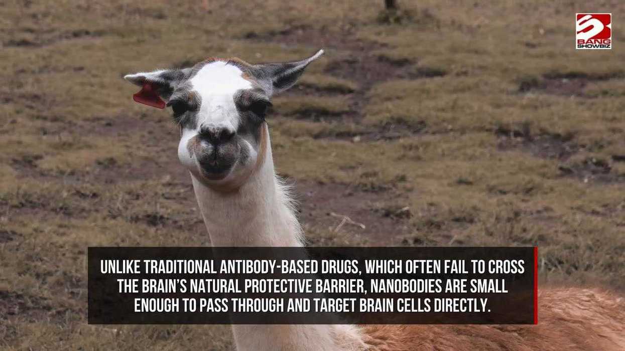 Camel beauty pageant rocked by Botox scandal