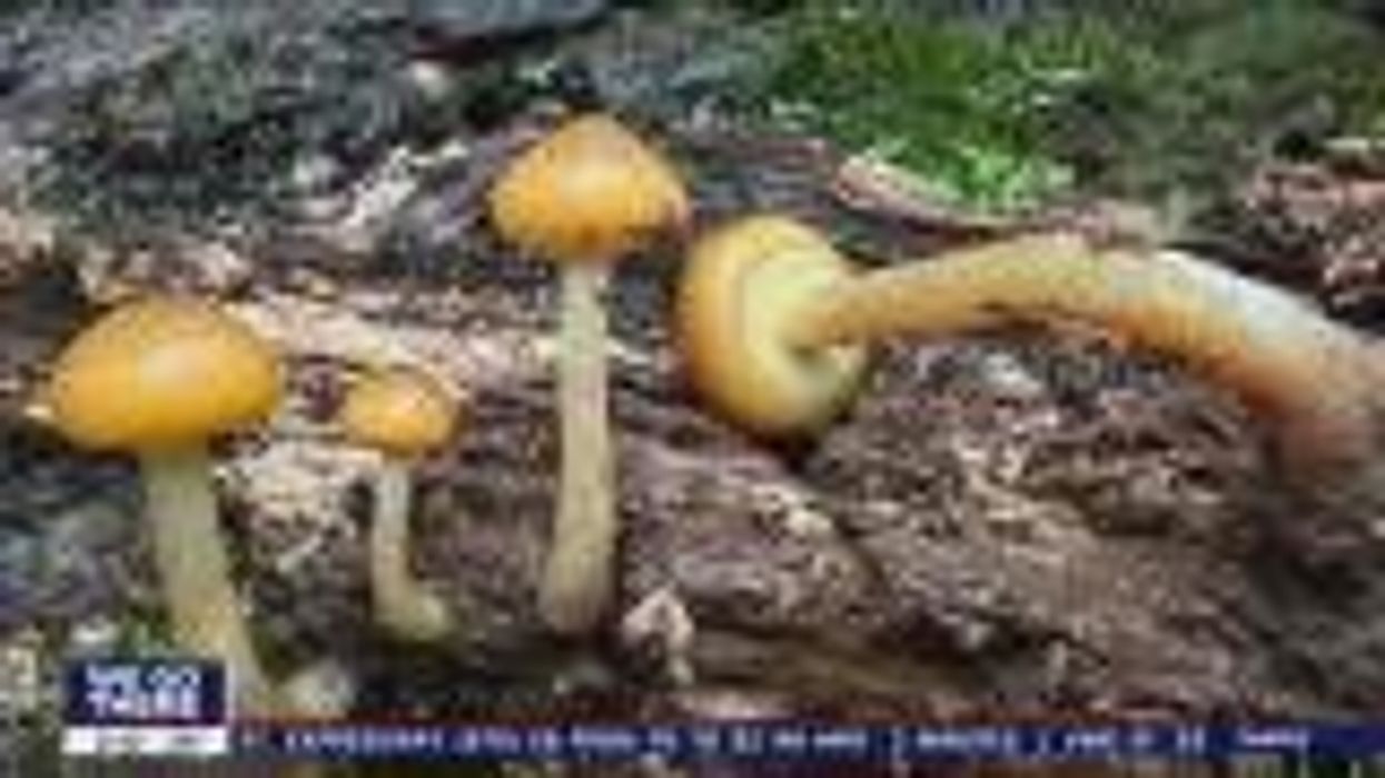 Mushrooms appear to have 'conversations' with each other after it rains