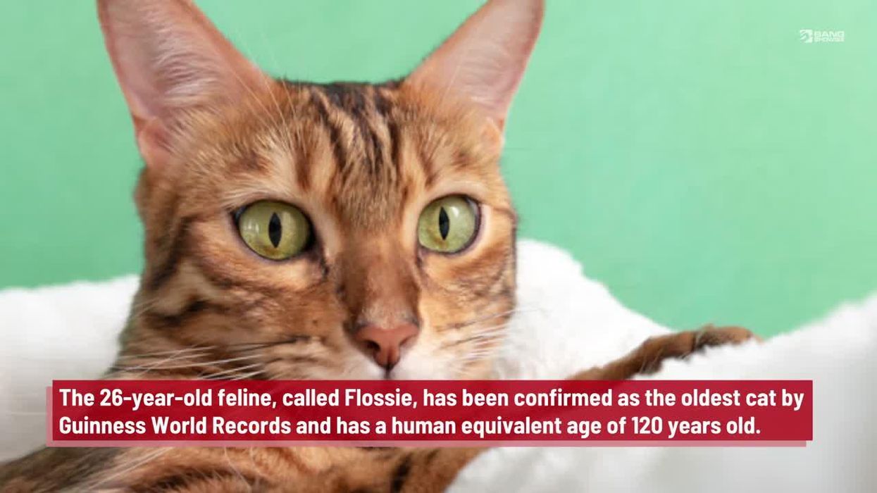 'Very sad and depressed' cat adopted after becoming a viral sensation