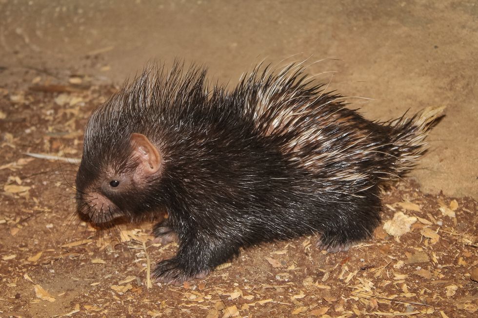 Baby porcupine born in front of ‘excited’ visitors at London Zoo