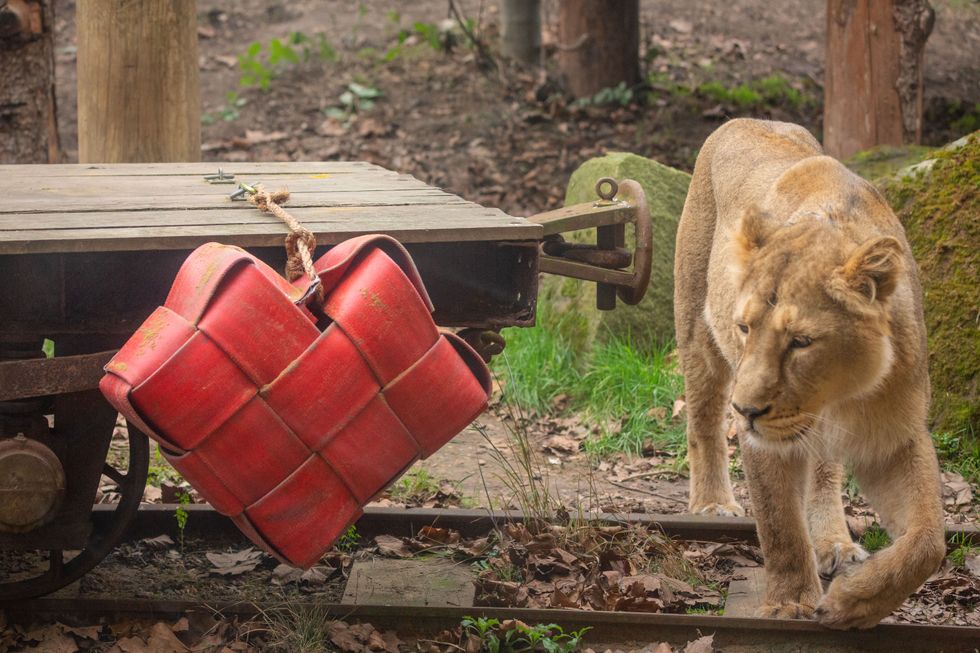 London Zoo’s ‘loved-up’ lions given cinnamon-scented Valentine’s treat