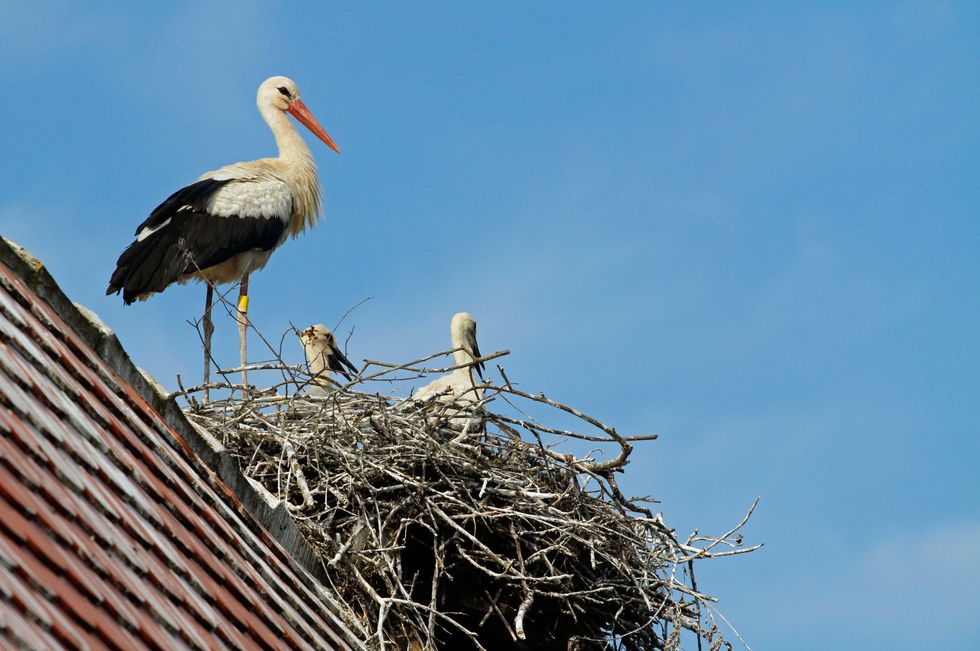 Could white storks return to London? Public’s views sought on ‘talismanic’ bird