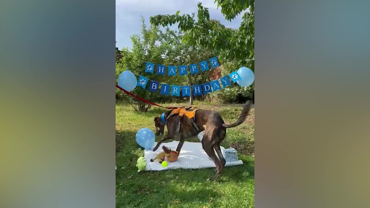 Lonely dog thrown birthday party after spending 600 days in rescue centre