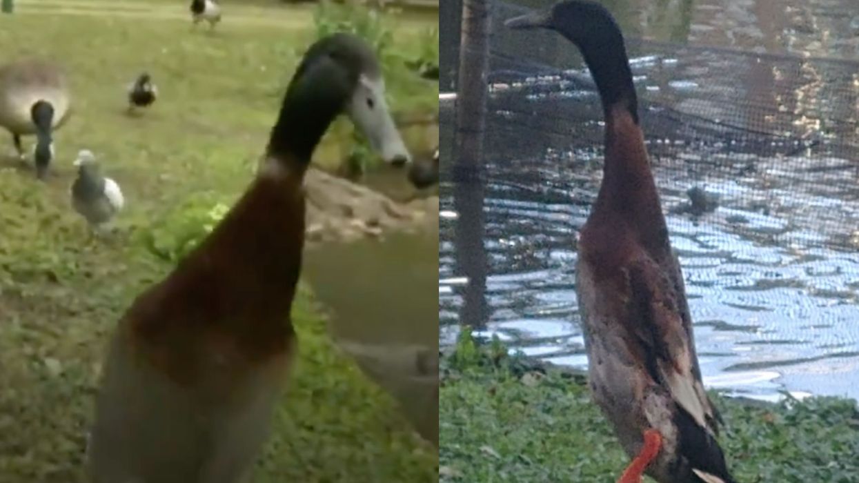 Statue planned for famous university duck 'Long Boi' feared dead