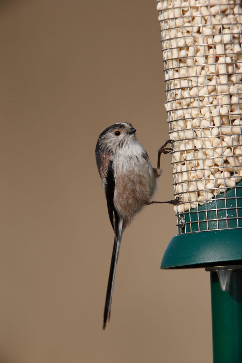 Long tailed tit on a bird feeder