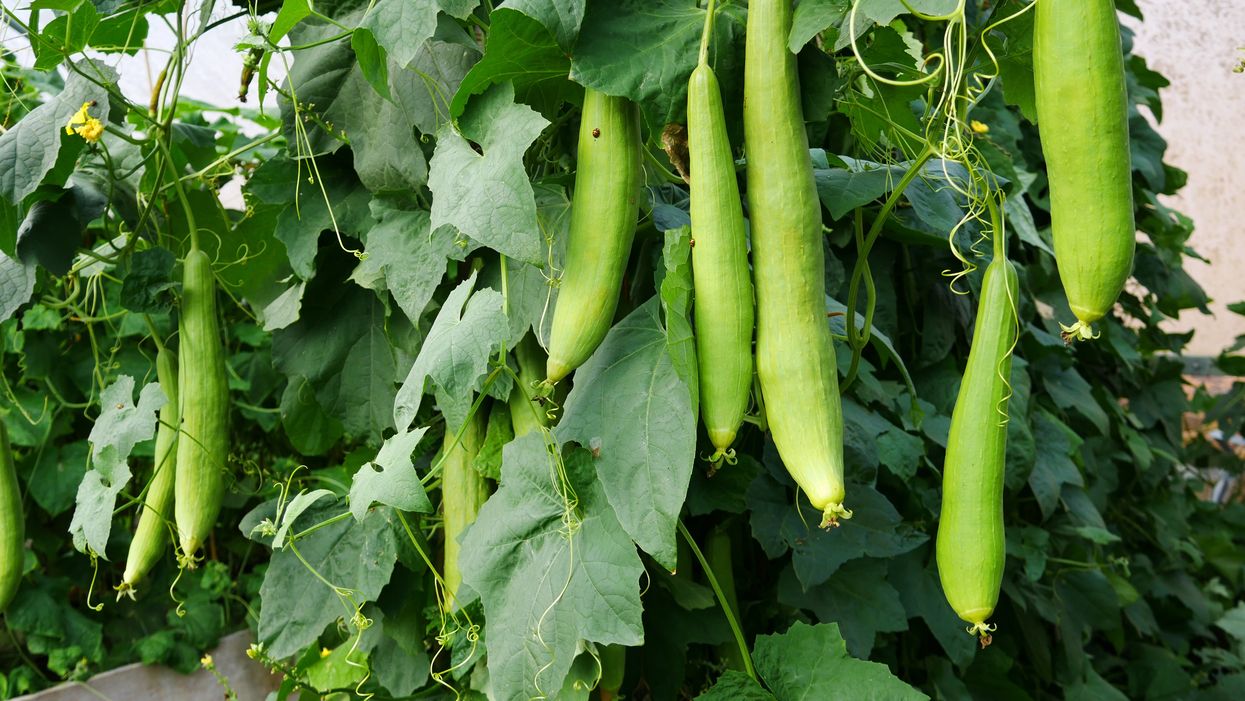 Loofahs growing on their vines in the walled garden at Knightshayes Court in Devon (Liz Abdey/National Trust/PA)