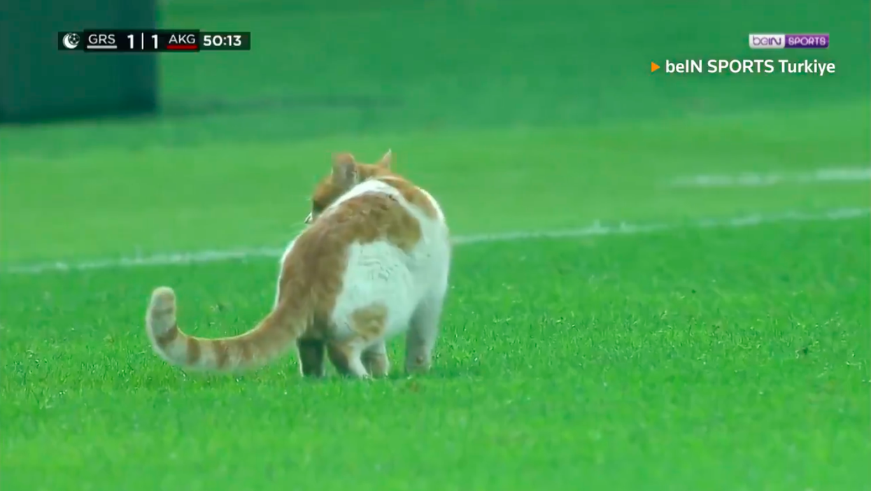 Looks like soccer players in Turkey received an unlikely guest during a recent match 