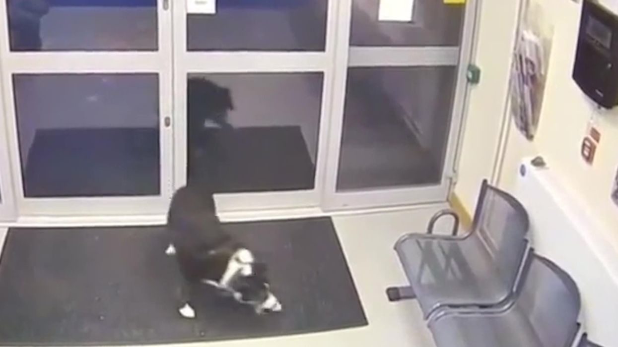 Miracle moment a lost dog hands herself in at Loughborough police station