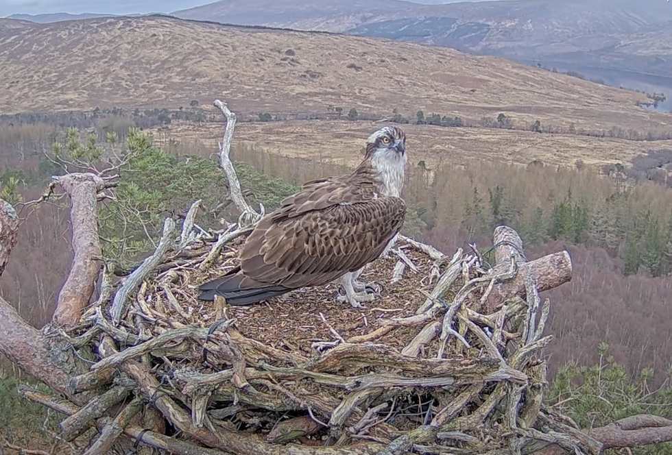Lockdown star Louis the osprey returns to his nest