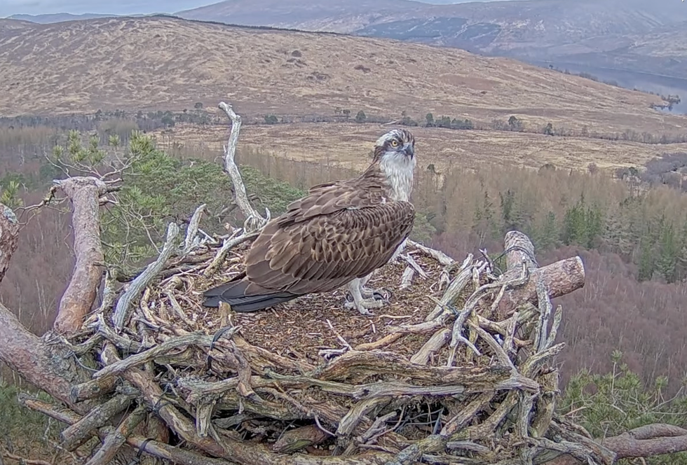 Lockdown star Louis the osprey returns to his nest