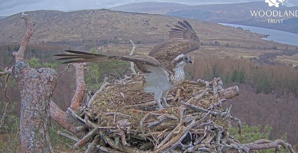 Lockdown star Louis the osprey returns early to nest
