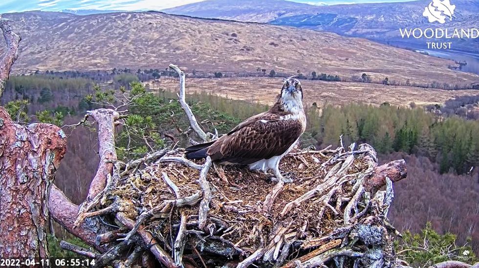 Lockdown star Louis back on screen after camera installed at new osprey nest