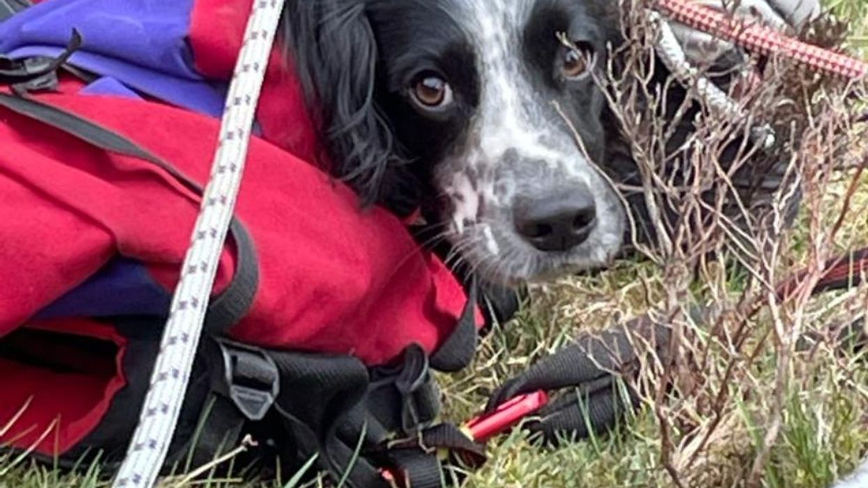 Louis the Springer Spaniel was not injured (Handout/PA))
