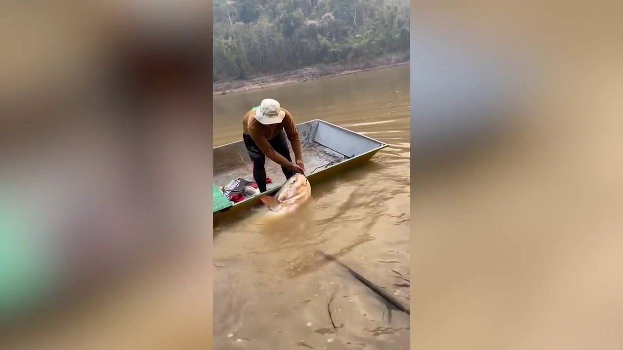 Is the 'Algerian Gorilla Fish' picture real?