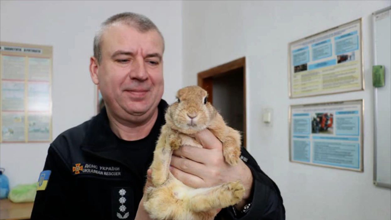 Couple receive threatening letter from council after complaints over 'barking' pet rabbit