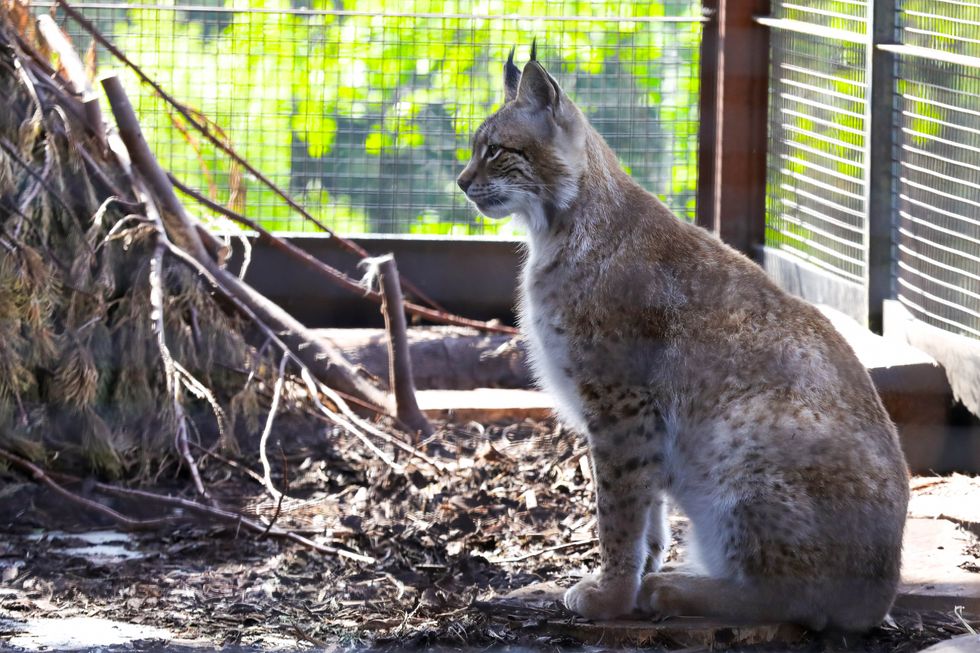 Lynx sitting in an enclosure, seen from the side