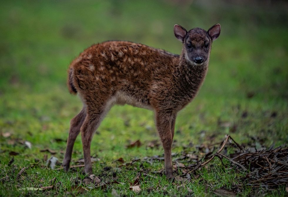 Highly endangered species of deer born at Chester Zoo