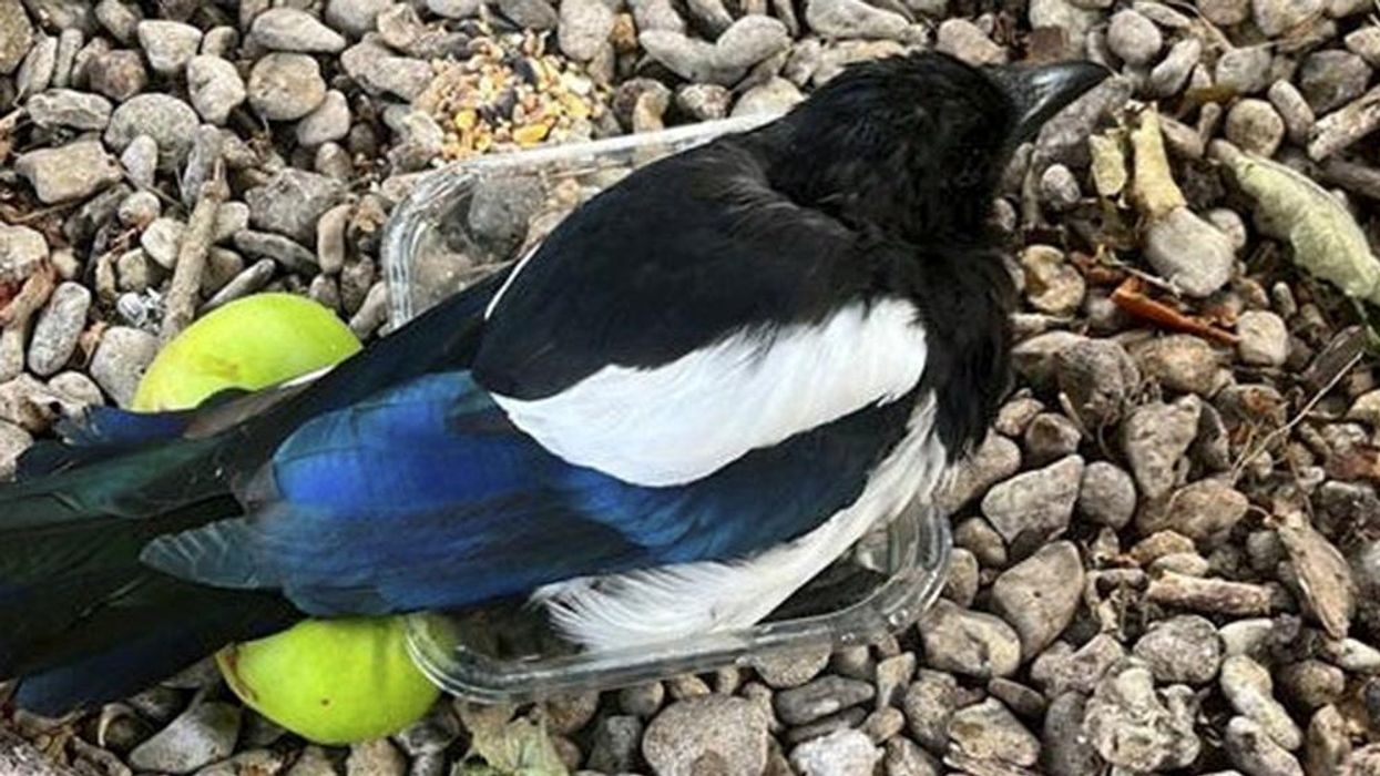 Magpie found in garden absolutely 'hammered' off fermented apples