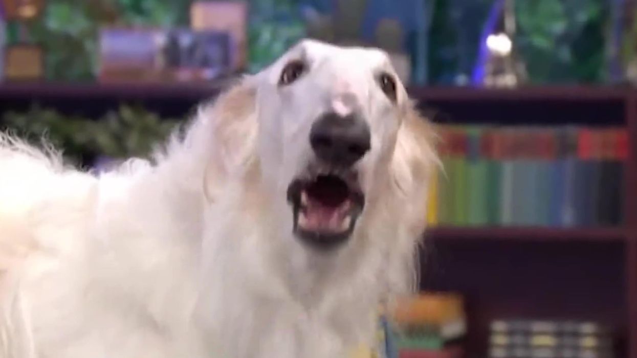 This Morning viewers stunned by huge 'opera-singing' dog