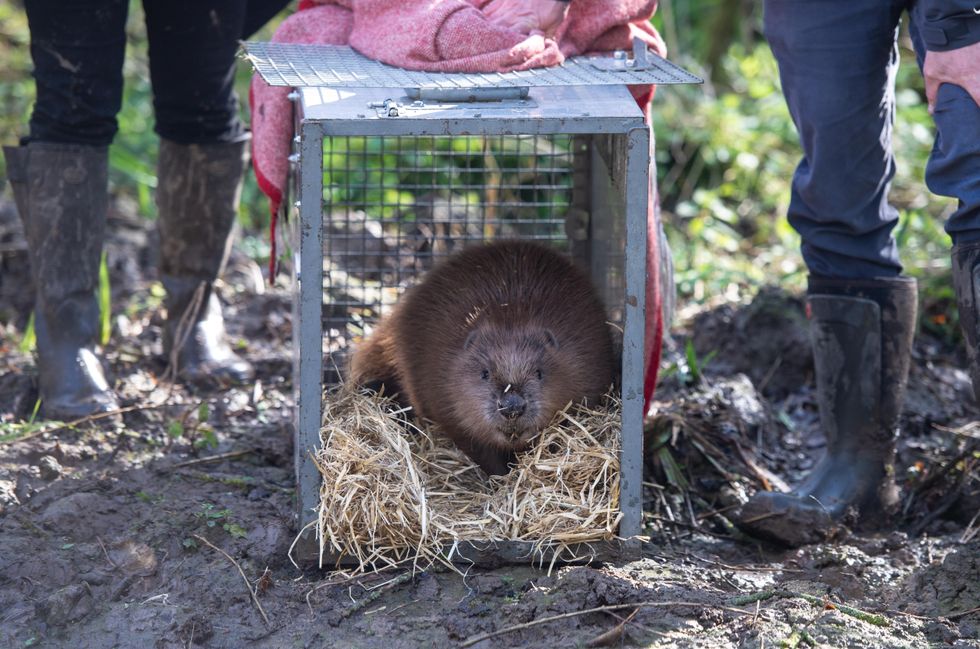 Male beaver about to be released (Natalie Greco/Enfield Council/PA)