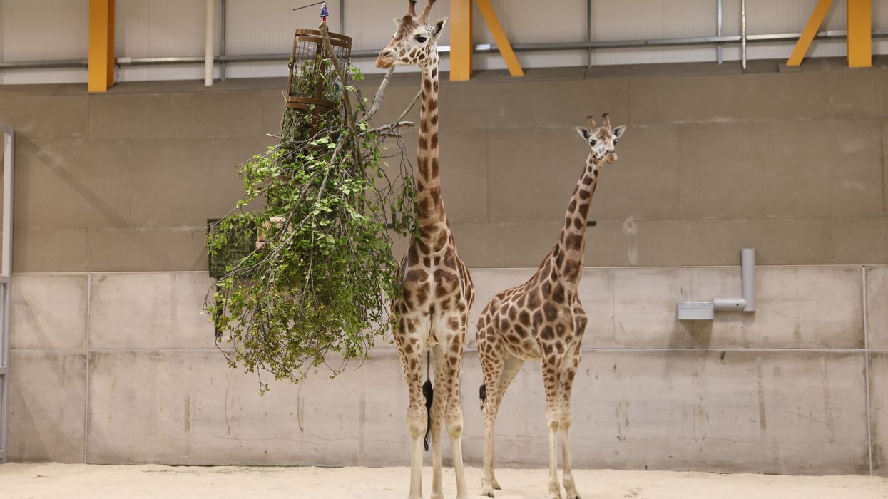 Male giraffes called Ronnie and Arrow