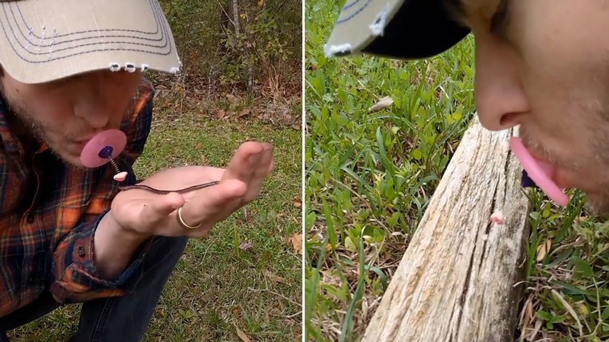 Insect lover invents device that allows him to 'kiss' bugs