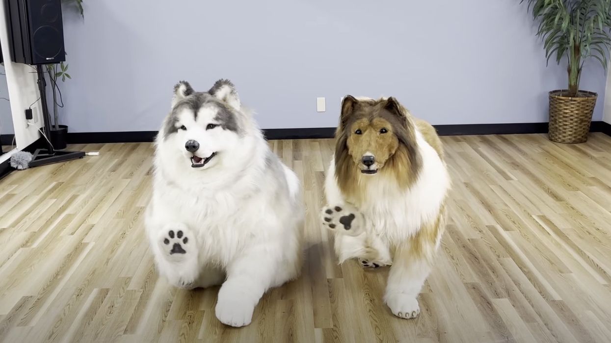 Man in border collie suit finally has a fellow human-canine companion