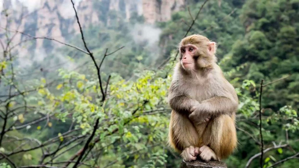 Scientists discover major problem with ‘infinite monkey theorem’ thought experiment
