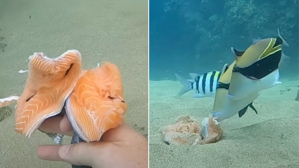 Man makes chilling discovery after dropping salmon fillets into the ocean