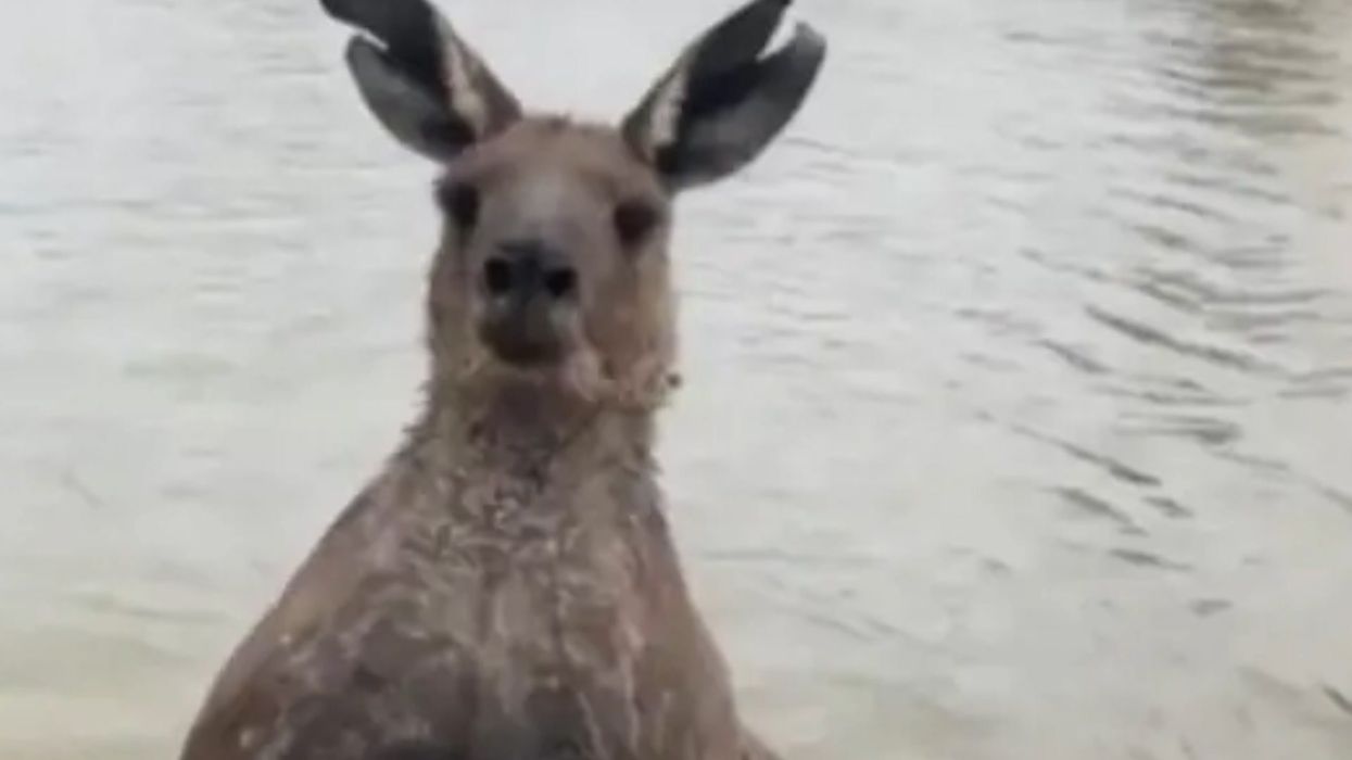 Man knocks out seven-foot kangaroo for 'drowning dog' in staggering viral video