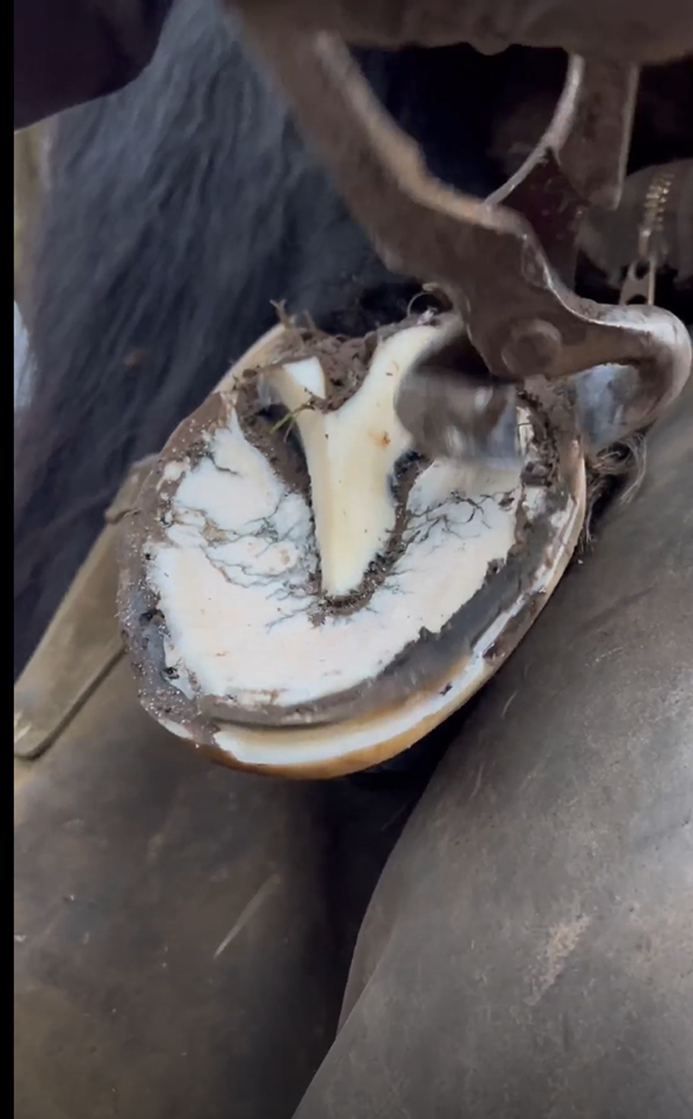 Man removes horseshoe