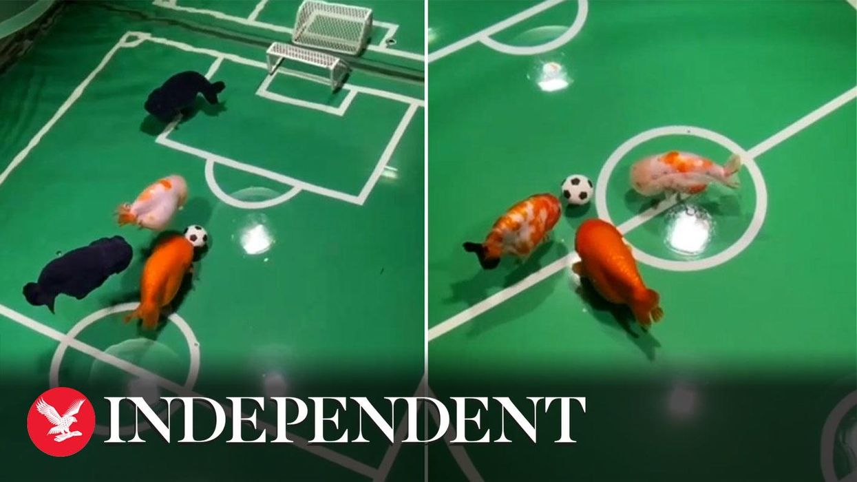 Man 'trains' his pet fish to play football in their tank
