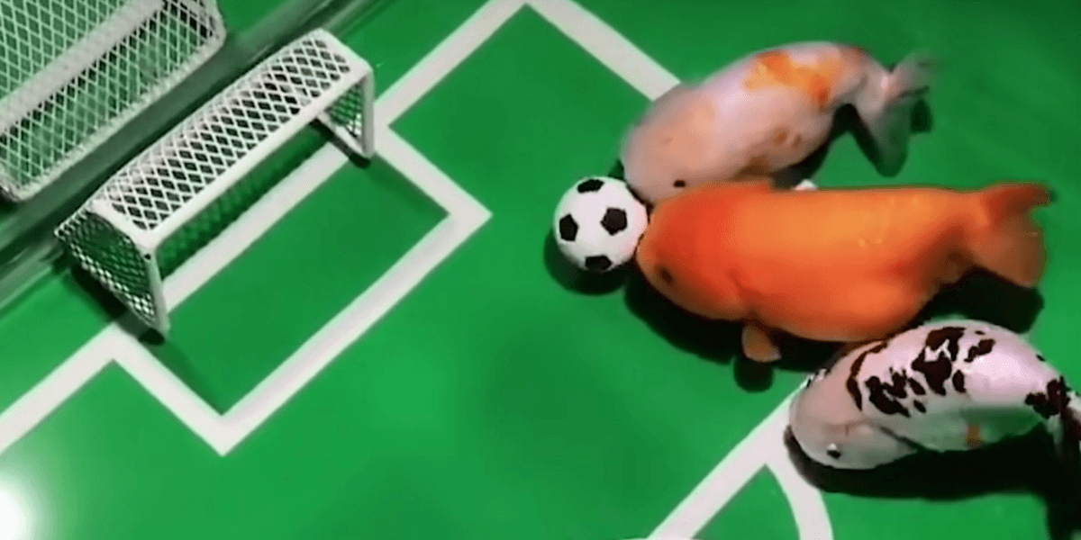 Man trains His Pet Fish To Play Football In Their Tank Indy100 man-trains-his-pet-fish-to-play-football-in-their-tank-indy100