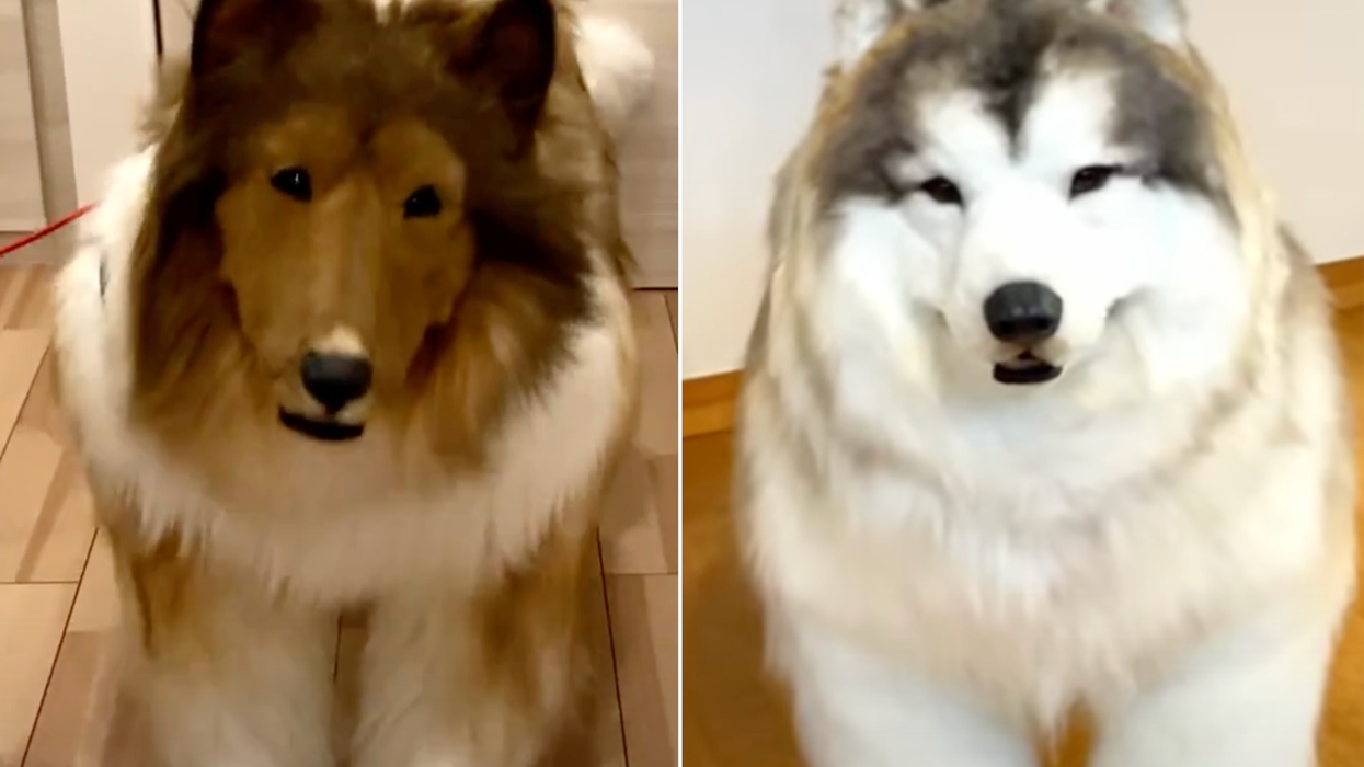 Man who spent $14,000 on dog costume opens zoo for people to dress up as animals