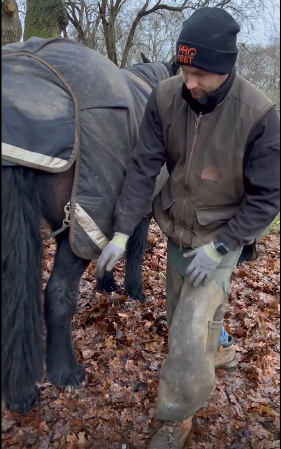 Man with horse