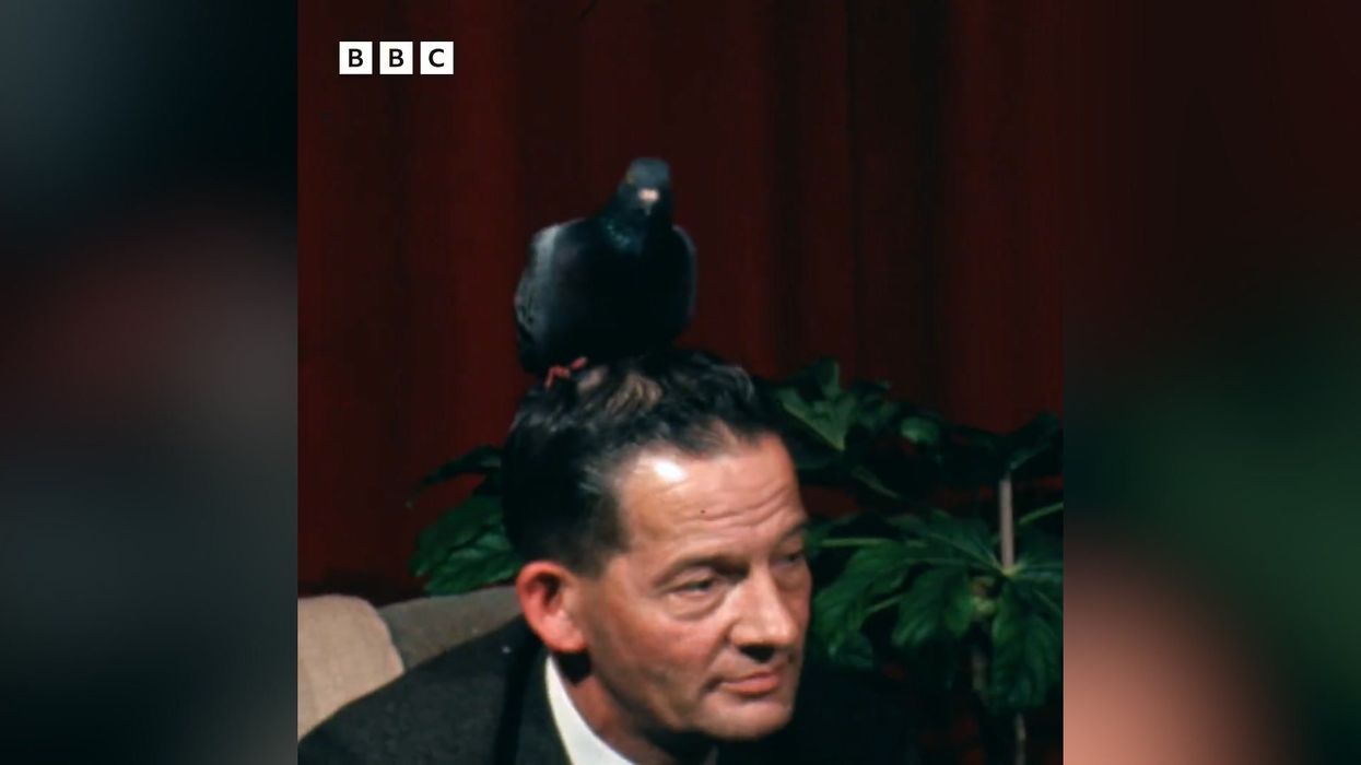 People can't get enough of this 1969 interview with a man who has pigeon living on his head
