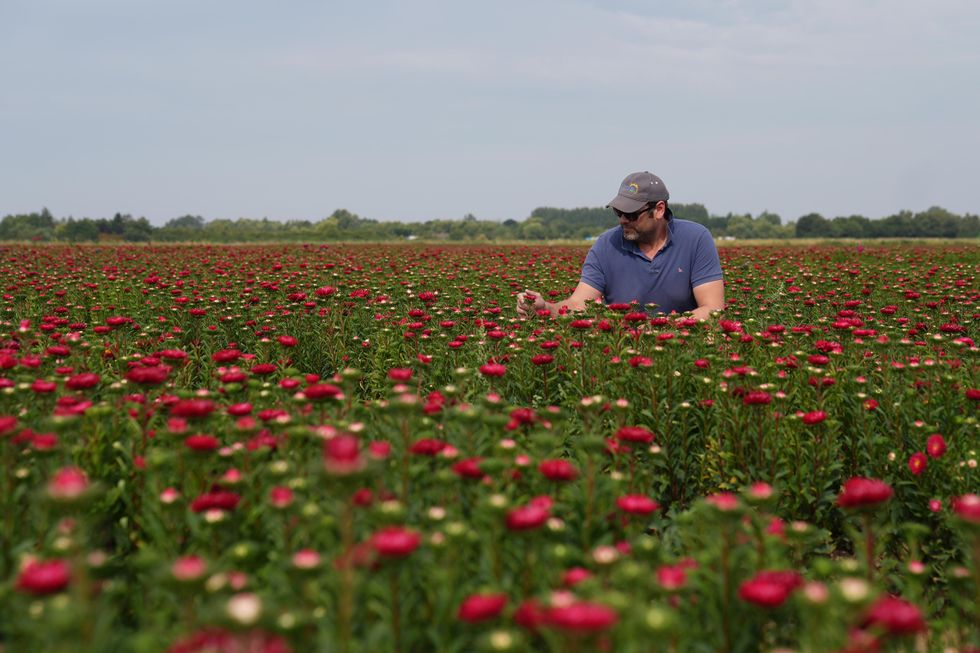 Victorian-era floral favourites asters make comeback at UK supermarket