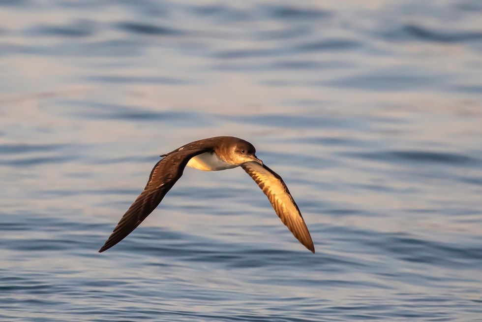 Manx Shearwater (Puffinus puffinus), adult in flight at sea. Image Credit: Greg Morgan (rspb-images.com)