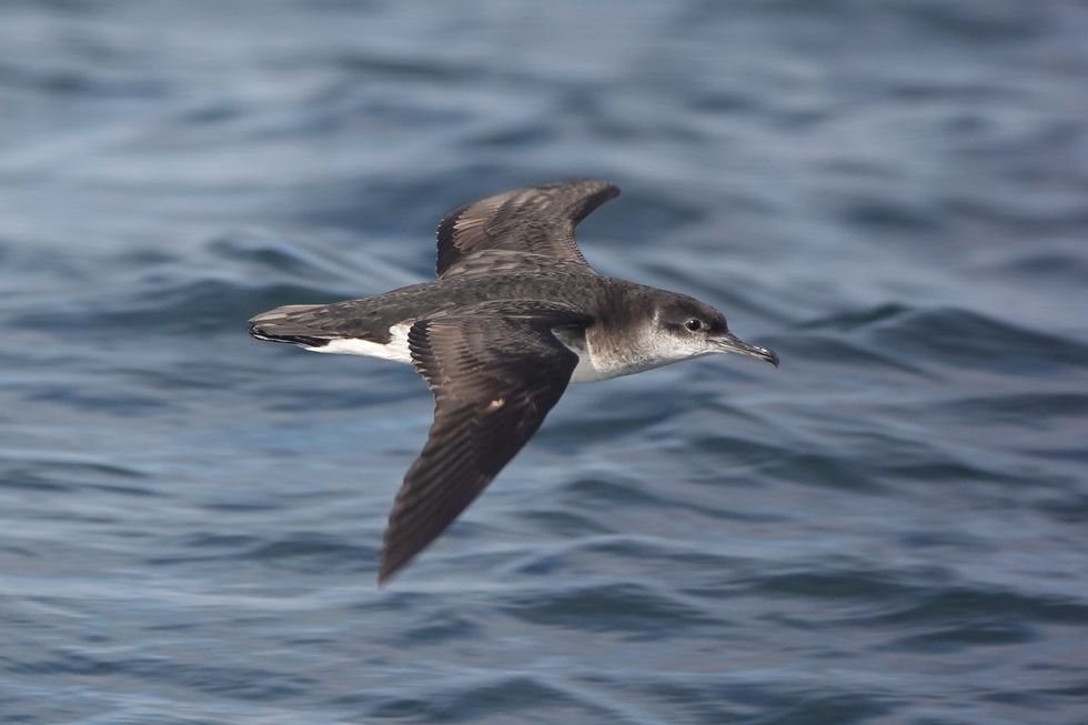 Rare seabirds breed on Rathlin Island for first time in decades