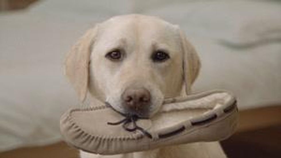 Many dog owners think taking care of their pets is more important ...