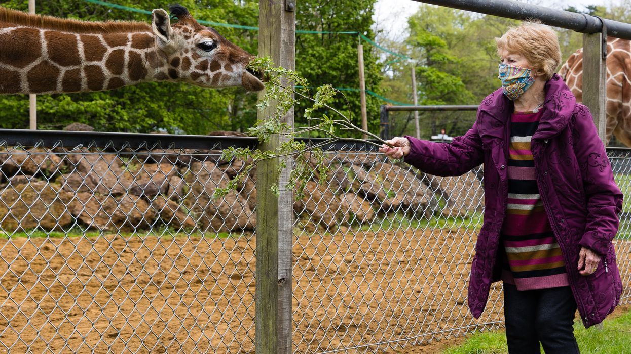 Margaret Keenan meets giraffe named after her at ZSL Whipsnade Zoo