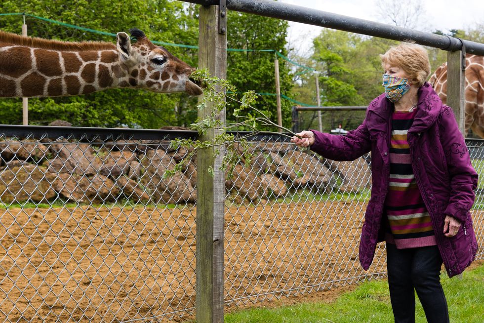 Margaret Keenan meets giraffe named after her at ZSL Whipsnade Zoo