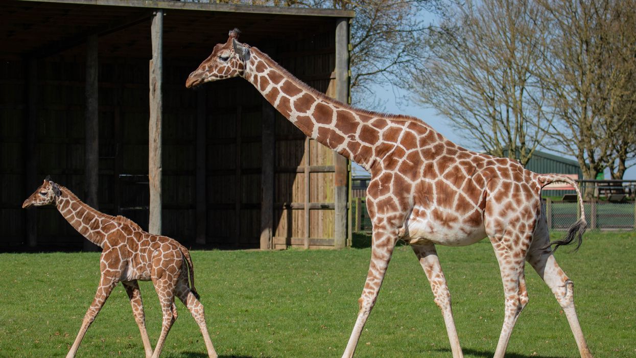 Margaret the giraffe calf takes her first steps outside at Whipsnade Zoo