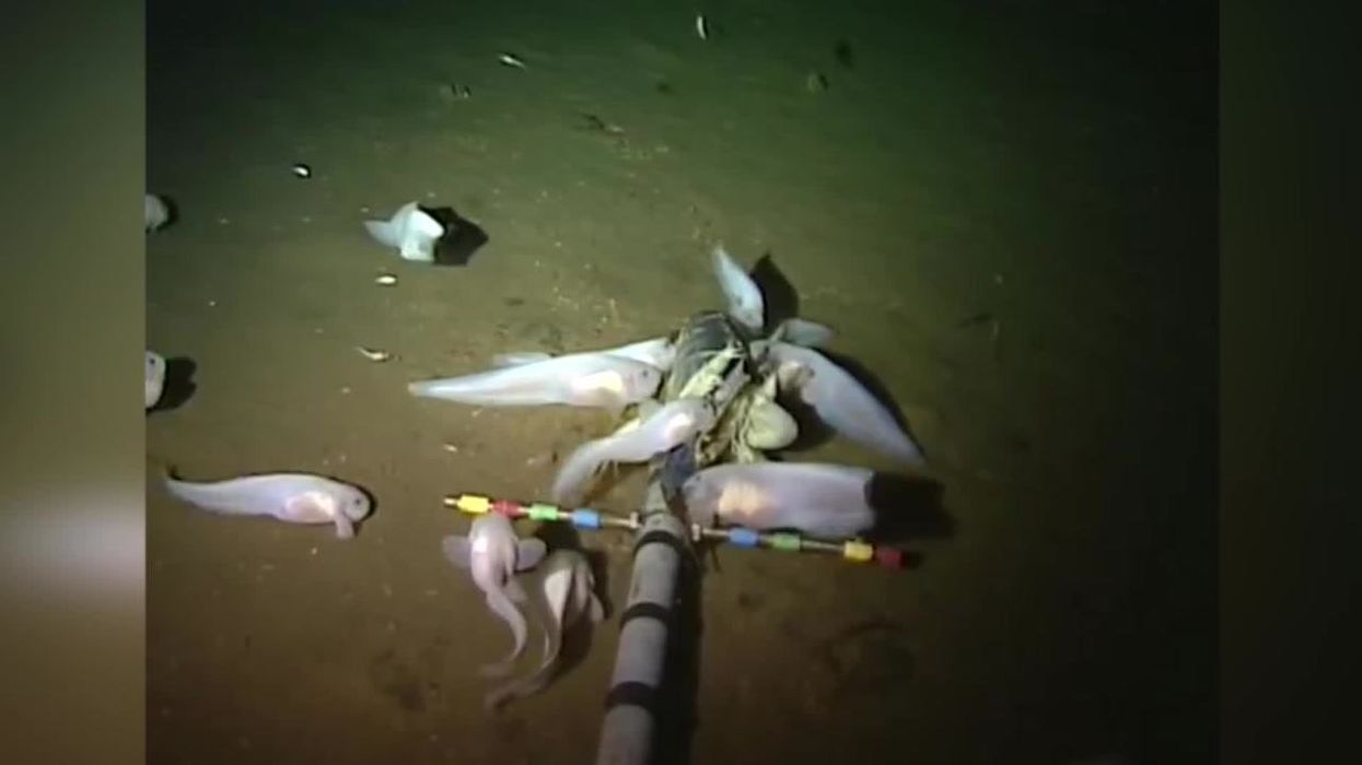 This mysterious creature was discovered in the abyss - and people can't decide if its cute or creepy