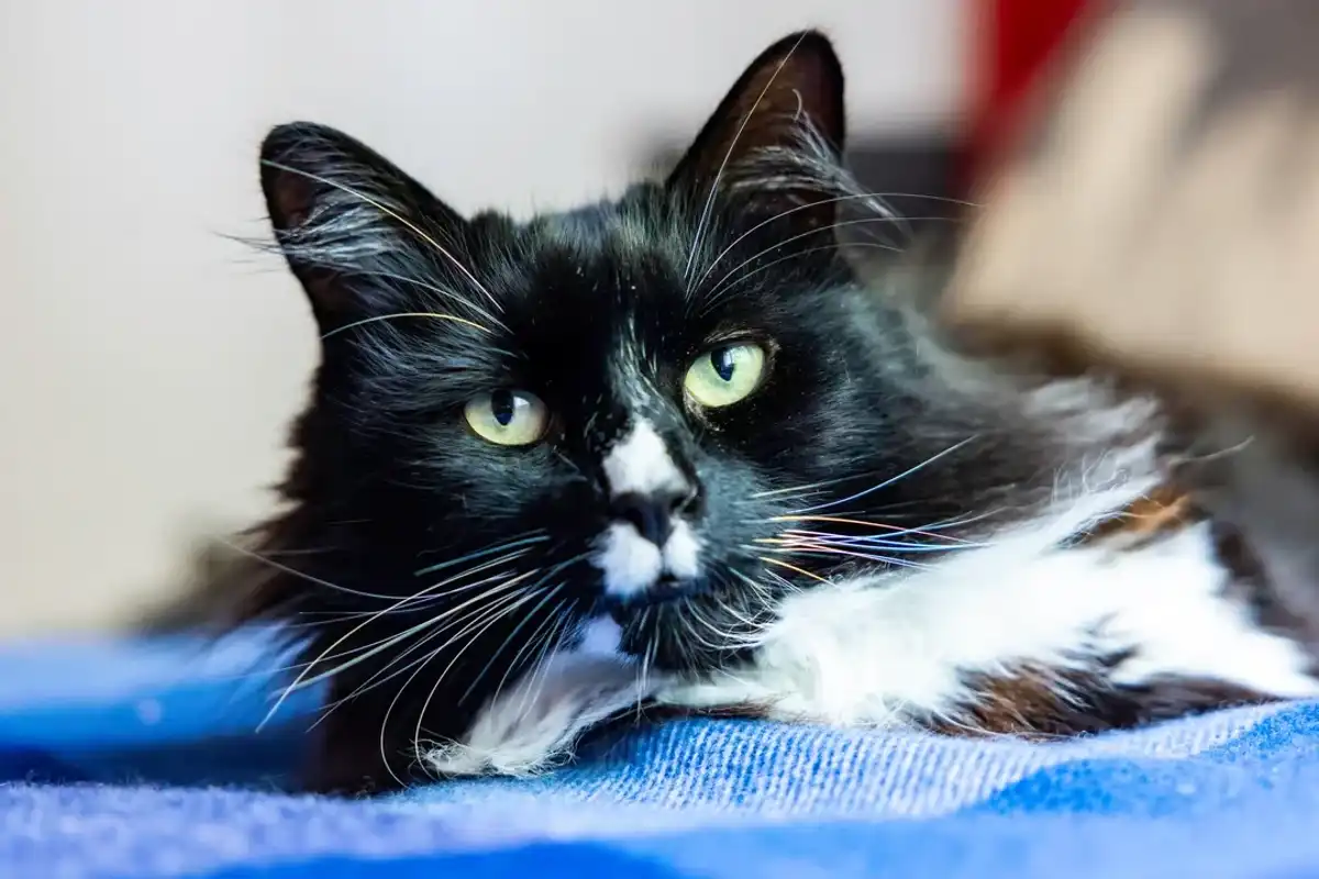 Marley cuddles up in a blue blanket