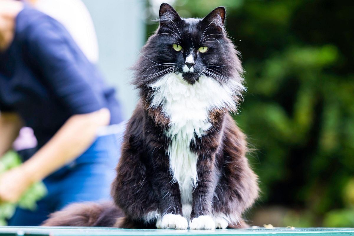Marley the cat sits on the wall