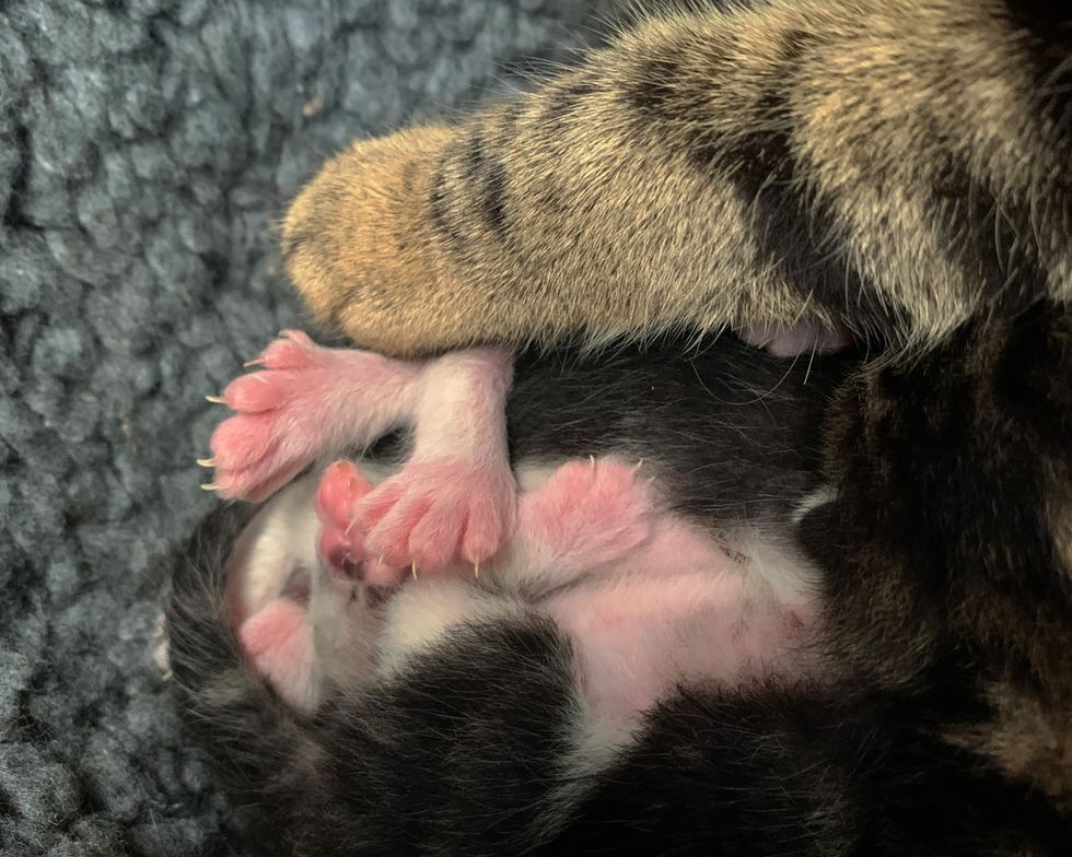 Adorable trio of kittens born with total of twelve extra toes indy100