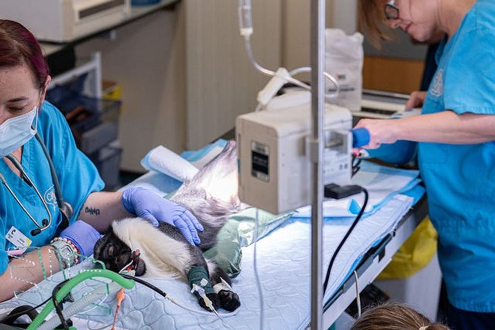 Masaya during her surgery