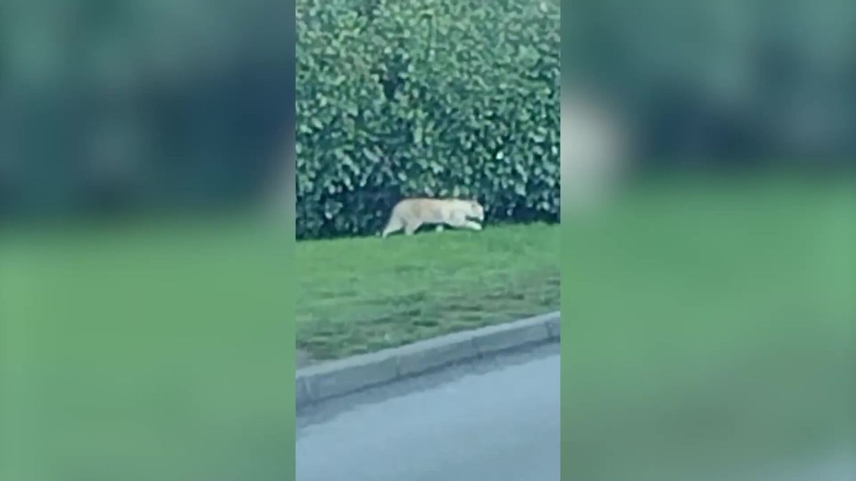 Massive cat with 'leopard print' markings prowls for food outside McDonald's