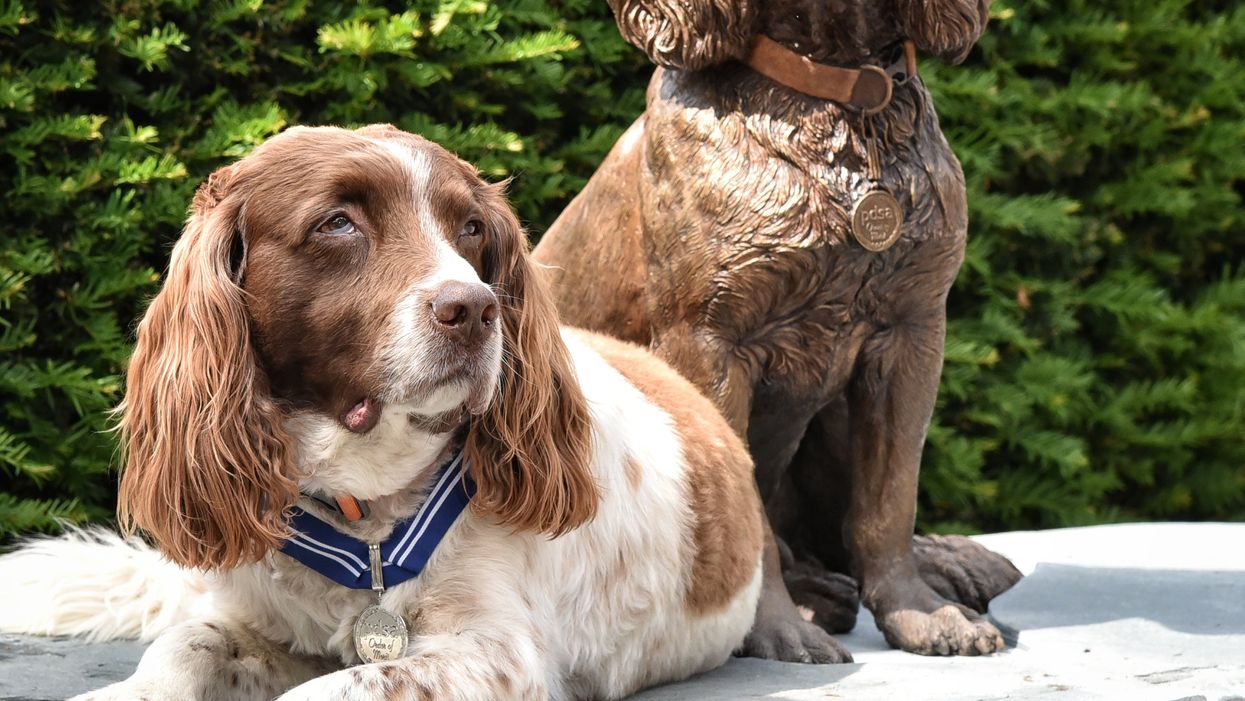 Max the miracle dog and a sculpture (PDSA/PA)